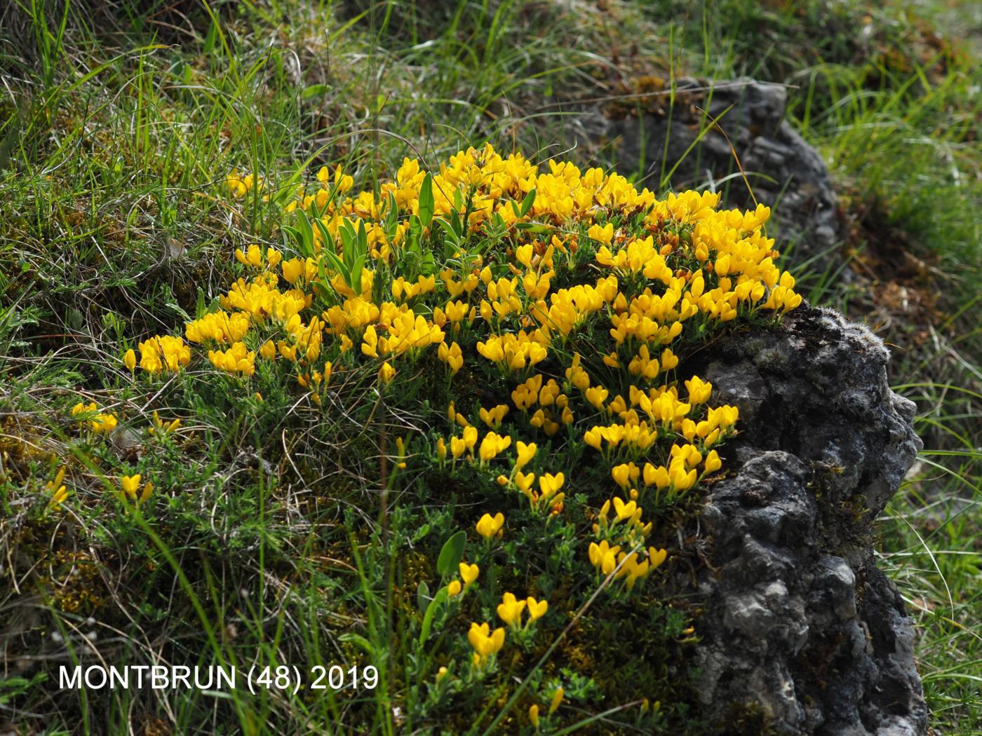 Broom, [creeping] plant